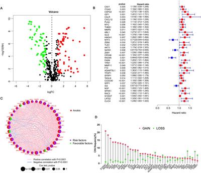 Role of anoikis-related gene RAC3 in prognosis, immune microenvironment, and contribution to malignant behavior in vitro and in vivo of bladder urothelial carcinoma